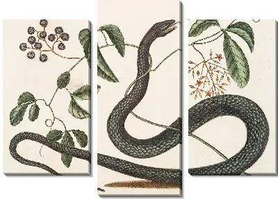 Картина Черная Змея (1754 г.)