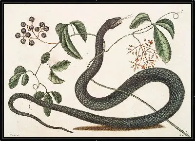 Черная Змея (1754 г.)