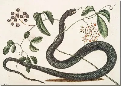 Черная Змея (1754 г.)