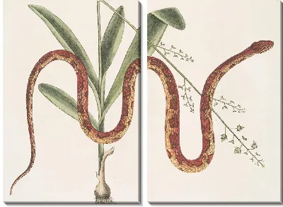 Картина Кукурузная змея (1754)