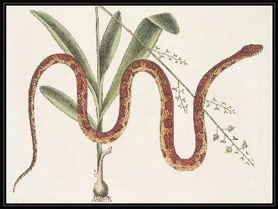 Картина Кукурузная змея (1754)