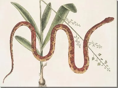 Картина Кукурузная змея (1754)