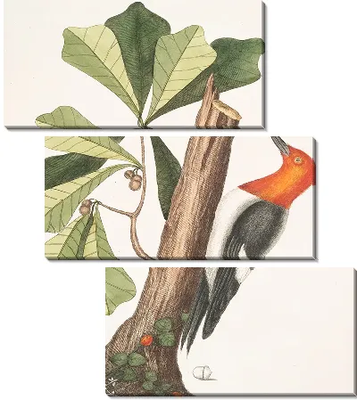 Картина Рыжий дятел (1754)