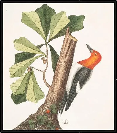 Картина Рыжий дятел (1754)