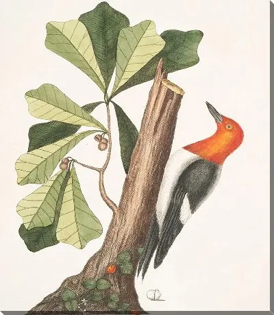 Рыжий дятел (1754)