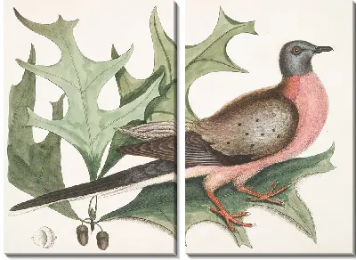 Картина Перелетный голубь (1754)