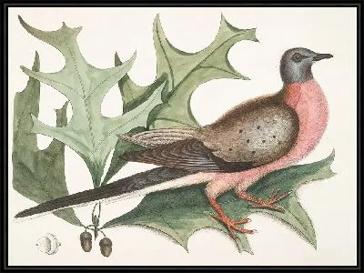 Картина Перелетный голубь (1754)