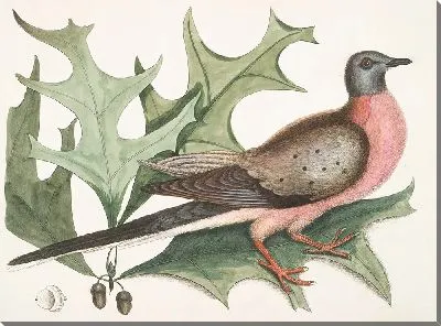 Картина Перелетный голубь (1754)