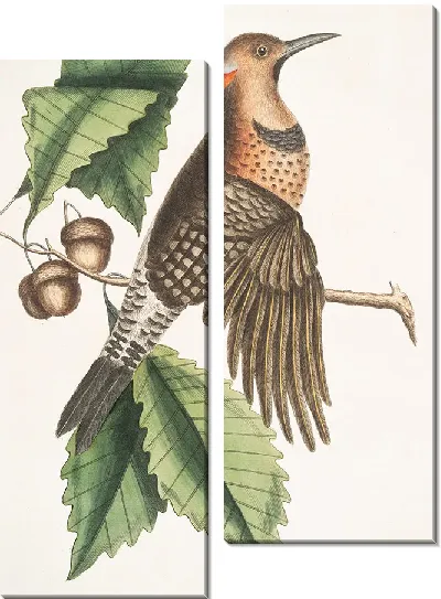 Картина Золотокрылый дятел (1754)