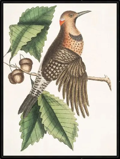 Картина Золотокрылый дятел (1754)