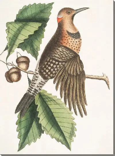 Картина Золотокрылый дятел (1754)