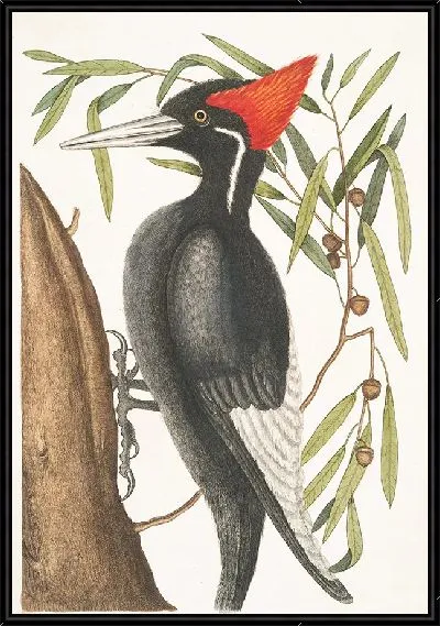 Картина Самый крупный белоклювый дятел (1754)