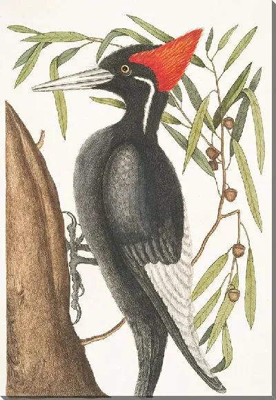 Картина Самый крупный белоклювый дятел (1754)