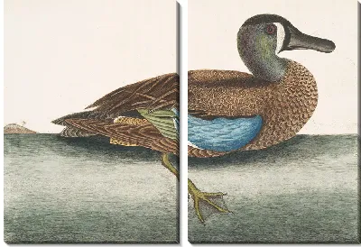 Картина Белолицый чирок (1754)