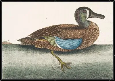 Белолицый чирок (1754)