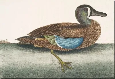 Белолицый чирок (1754)