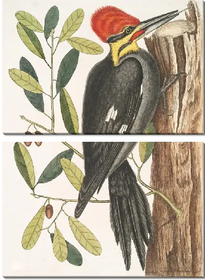 Картина Большой краснохохлый дятел (1754)