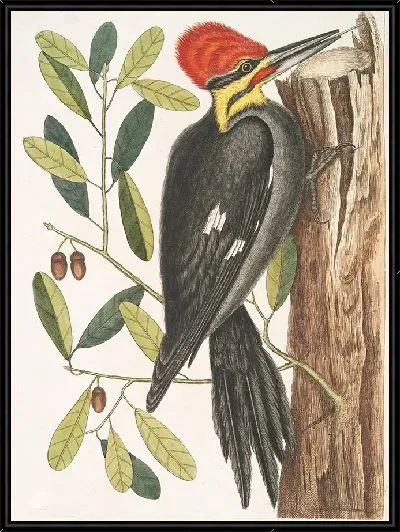 Картина Большой краснохохлый дятел (1754)