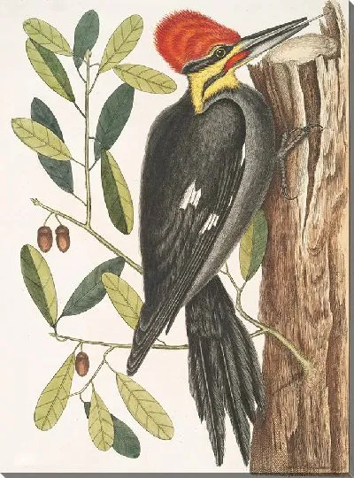 Картина Большой краснохохлый дятел (1754)