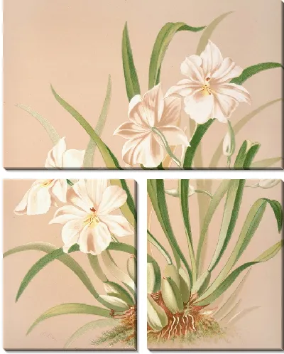 Картина Альбом Odontoglossum Roezlii (1885)