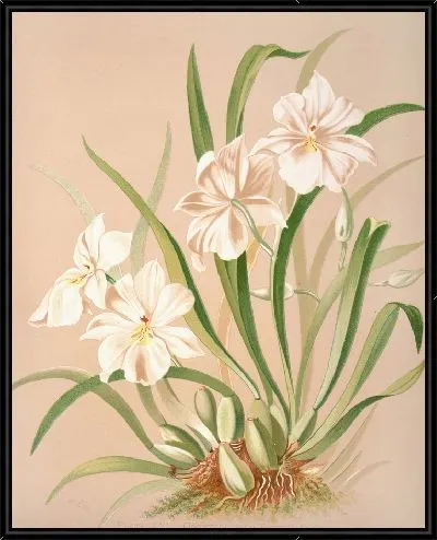 Картина Альбом Odontoglossum Roezlii (1885)