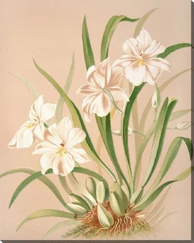 Картина Альбом Odontoglossum Roezlii (1885)