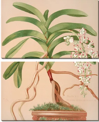 Картина Аэридес Квинквулнерум (1885 г.)