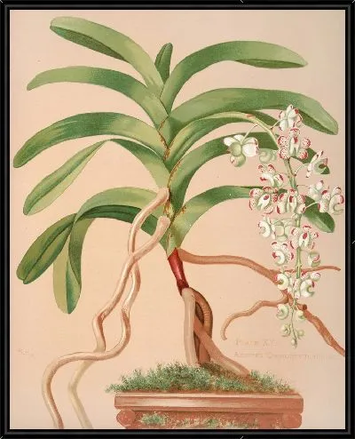 Картина Аэридес Квинквулнерум (1885 г.)