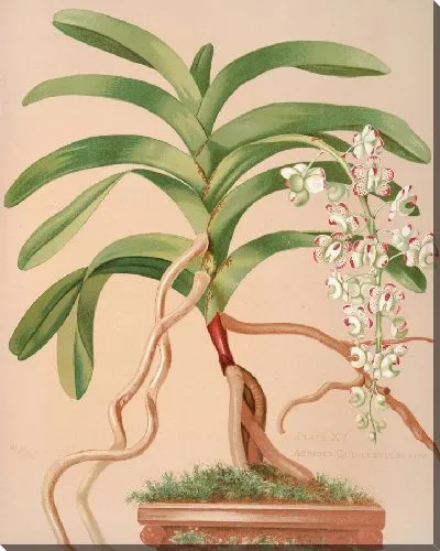 Картина Аэридес Квинквулнерум (1885 г.)