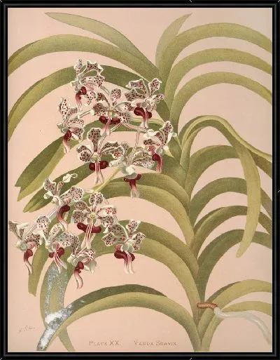 Картина Ванда Суавис (1885)