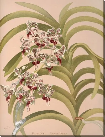 Картина Ванда Суавис (1885)