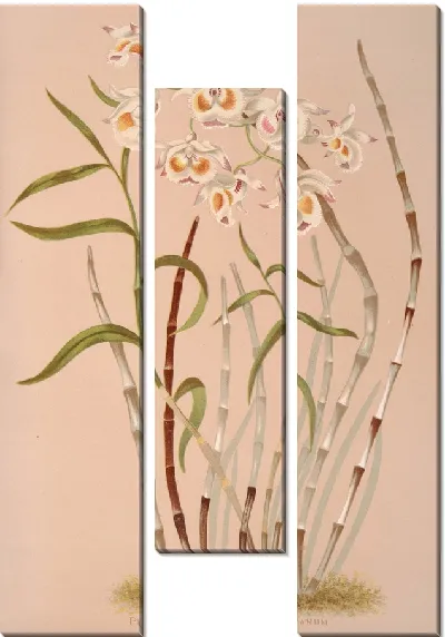 Картина Дендробиум Девониум (1885 г.)