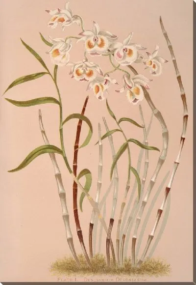 Картина Дендробиум Девониум (1885 г.)