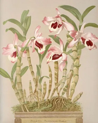 Картина Дендробиум Нобиле (1885 г.)