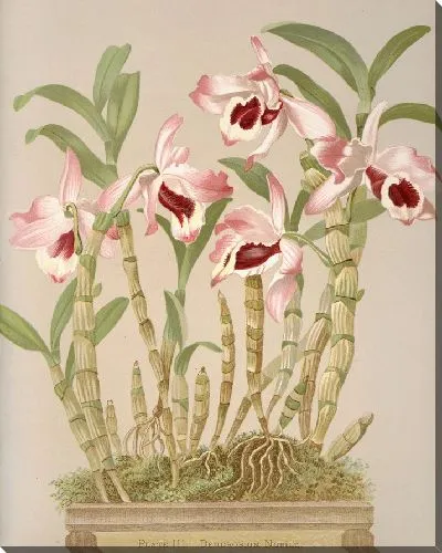 Картина Дендробиум Нобиле (1885 г.)
