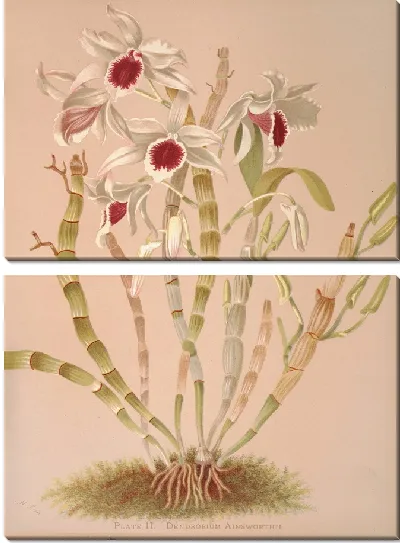 Картина Дендробиум Эйнсворти (1885 г.)