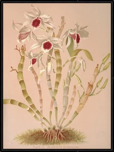 Картина Дендробиум Эйнсворти (1885 г.)