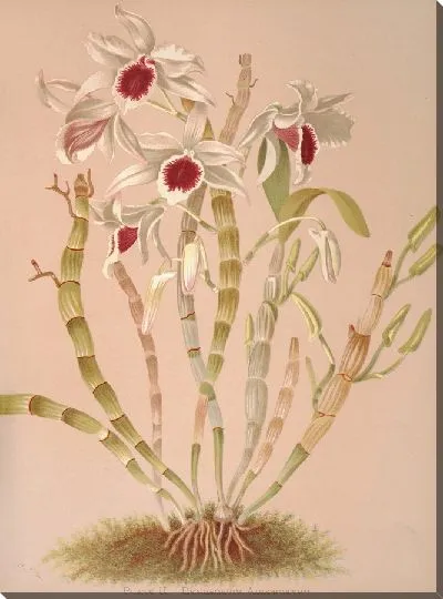 Картина Дендробиум Эйнсворти (1885 г.)