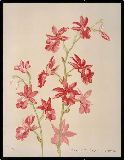 Картина Каланте Вейчи (1885)