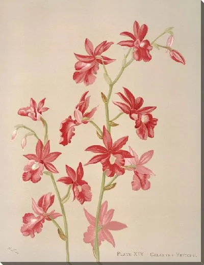 Картина Каланте Вейчи (1885)