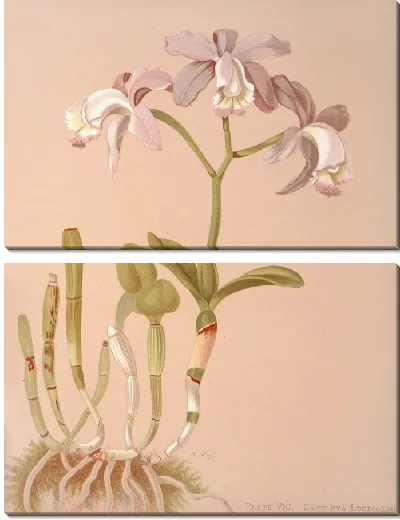 Картина Каттлея Лодигезия. (1885)