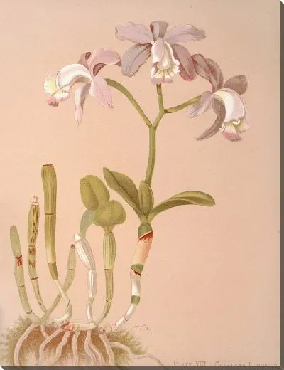 Картина Каттлея Лодигезия. (1885)