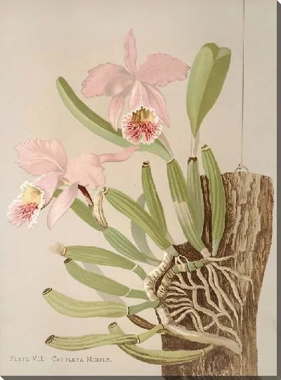 Картина Каттлея Мослае (1885)