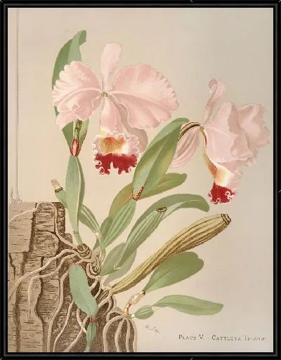 Картина Каттлея Триана (1885 г.)