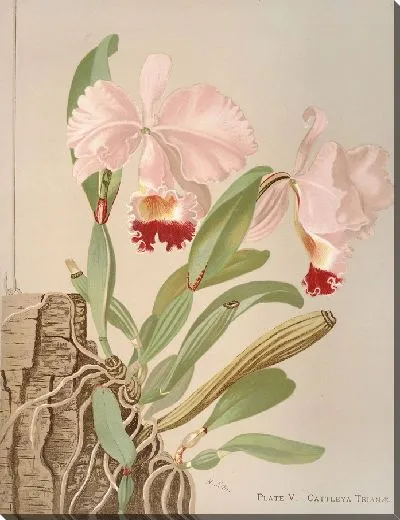 Картина Каттлея Триана (1885 г.)