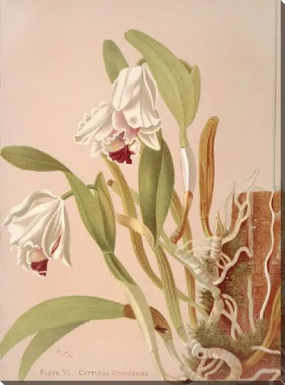 Картина Каттлея Чокоенсис (1885 г.)