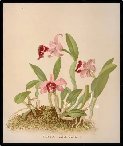 Картина Лаэлия Даеана (1885)