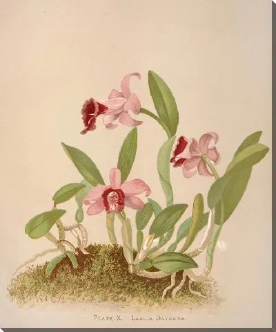 Картина Лаэлия Даеана (1885)