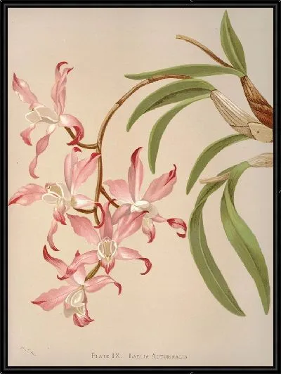 Картина Лилия Осенняя (1885)