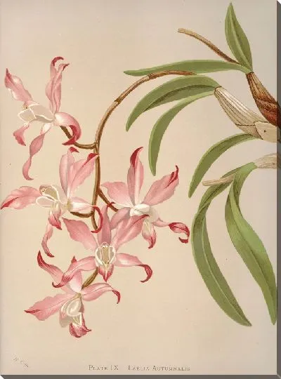 Картина Лилия Осенняя (1885)